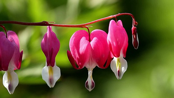 美麗的花朵,流血的心(lamprocapnos spectabilis)