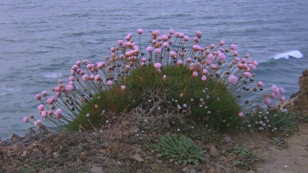 Ein Busch aus rosa Blusa auf einem kleinen grunen Hugel auf erdigem Boden vor dem blauen Meerleicht