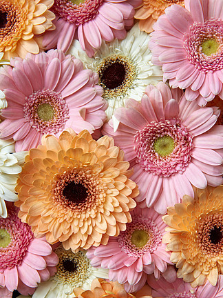 白色，粉色，橙色非洲菊，天然花卉背景作为明信片或明信片的布局为母亲节或<i><i>3</i></i><i><i>月</i></i><i>8</i><i>日</i>平躺白色，粉色，橙色非洲菊，花卉背景花的概念