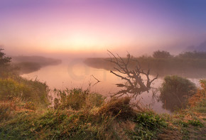 放置在往日出的水中的老下落的干燥橡木秋天有雾的乡村景观涅曼河，白俄罗斯