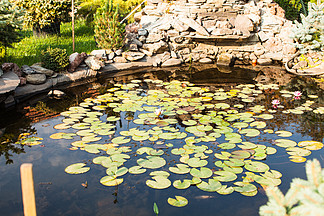 有waterlily,环境美化和假山庭园的美丽的池塘花园池塘美化