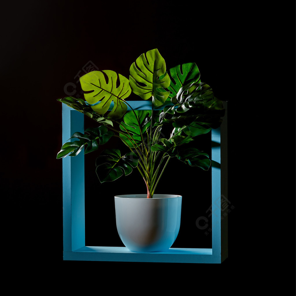 龟背竹的室内植物在一个蓝色木制框架代表的花盆的在黑暗的背景附近