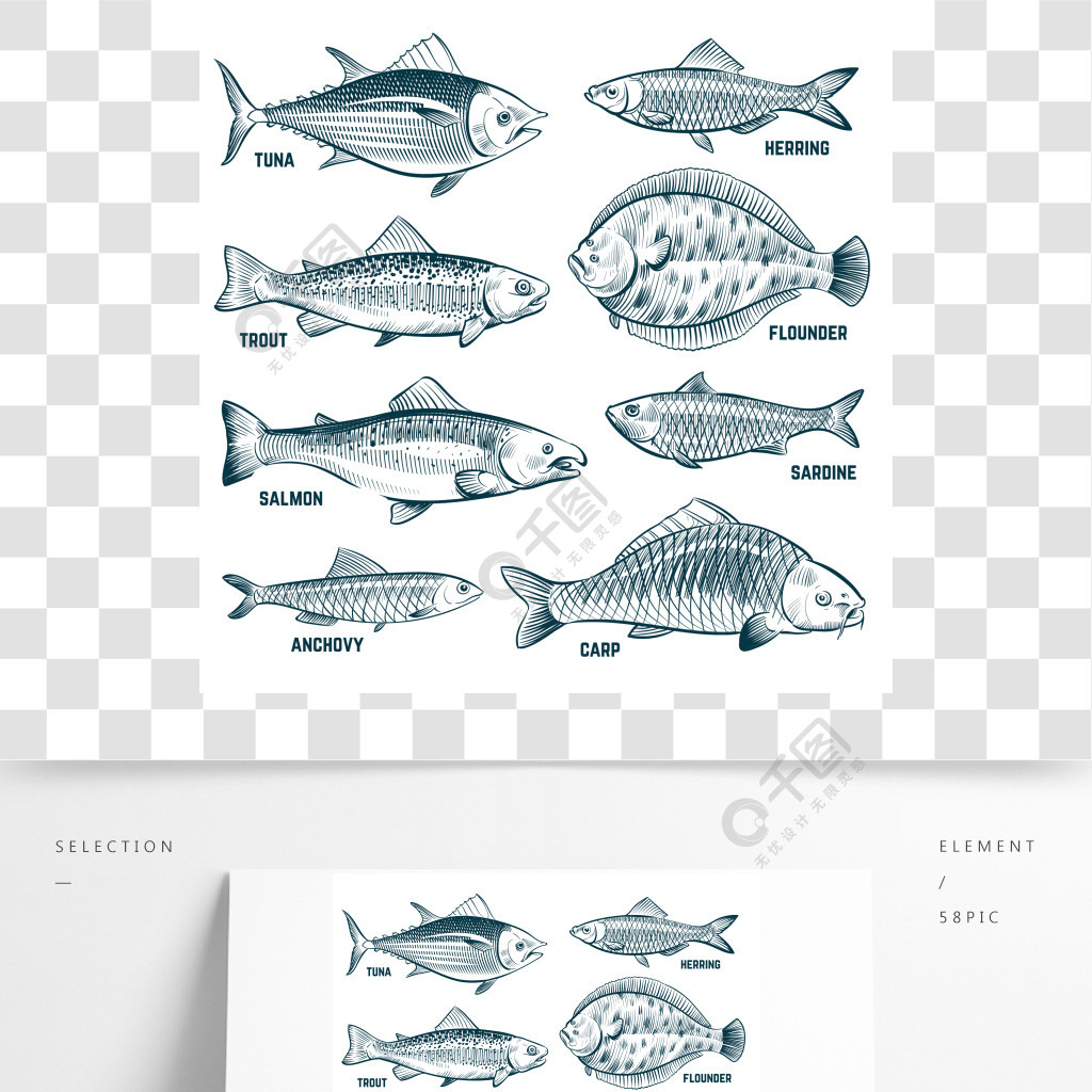 素描魚鱒魚和鯉魚,金槍魚和鯡魚,比目魚和an魚手繪商業魚矢量集海鮮魚