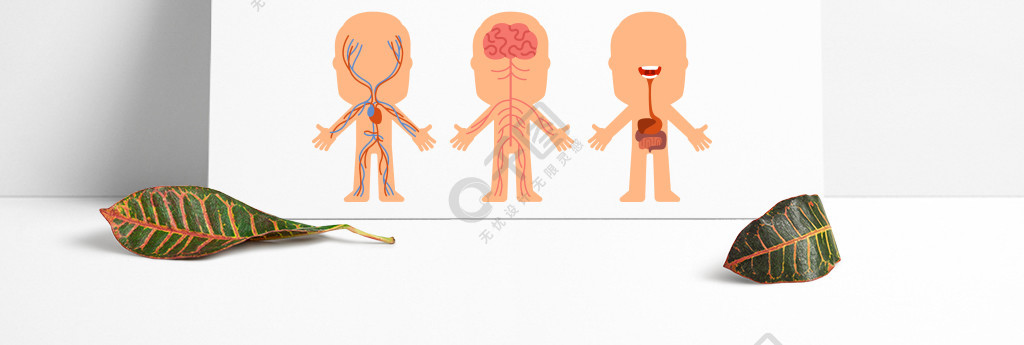 解剖女人的静脉器官和神经系统生物学图表人体骨骼和肌肉系统矢量图