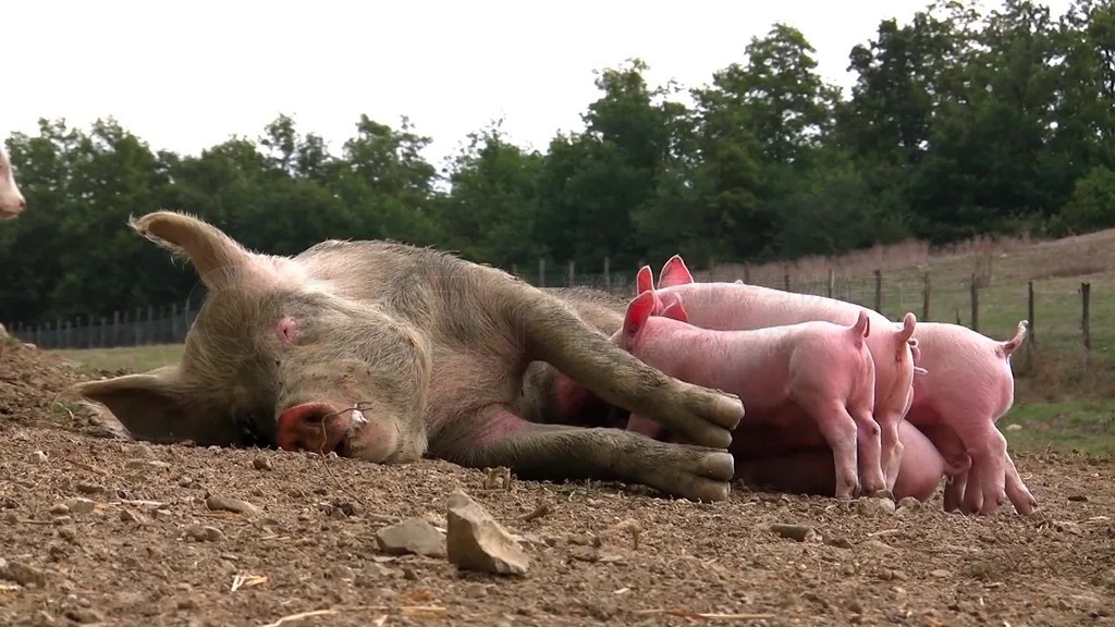 Ferkel werden gesSugtKuh wird bestiegen