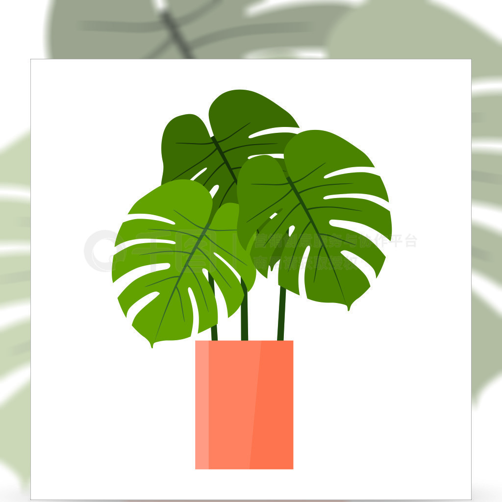 ޵Monsteraֲڰɫ֤