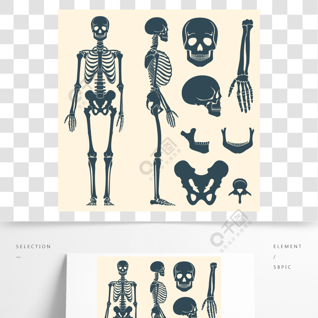人的骨骼骨架轮廓矢量集人的骨骼骨架轮廓矢量集骨头插图脊柱和头骨