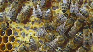 Bienen <i>im</i> Stock