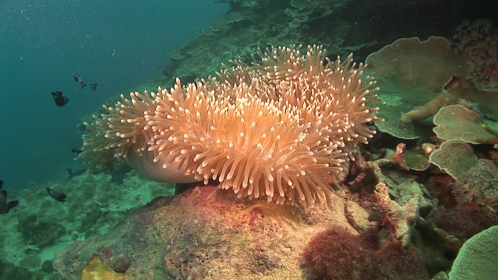 Anemonen und Fische im Meer