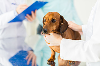 医学，宠物护理和人们的观念-腊肠狗和兽医医生用剪<i>贴</i>板记笔记在兽医诊所