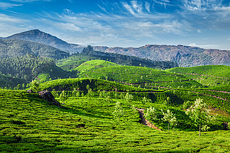 绿茶种植园早晨，Munnar，喀拉拉状态，印度印度喀拉拉邦慕那尔的茶园