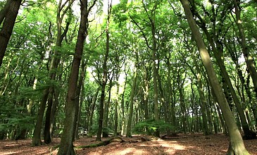 德国森林中的晨曦-时间流逝-从左向右平移-树干，树枝和树叶的运动固定在AE中
