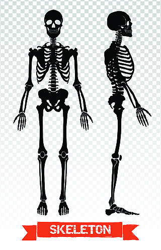 人体骨骼透明套在透明背景平面矢量插图上隔离的两个黑色人体骨骼剪影