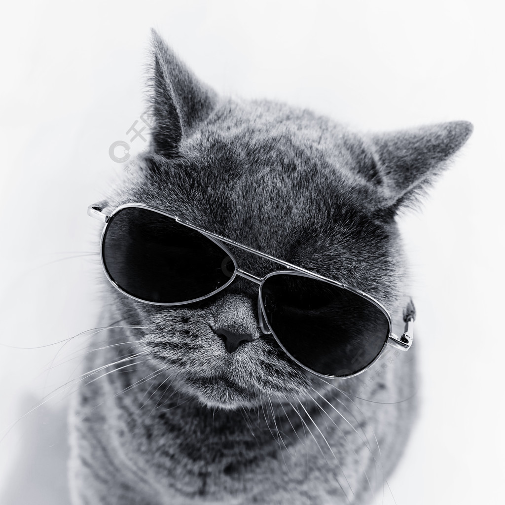 英国短毛猫灰猫戴着墨镜的肖像