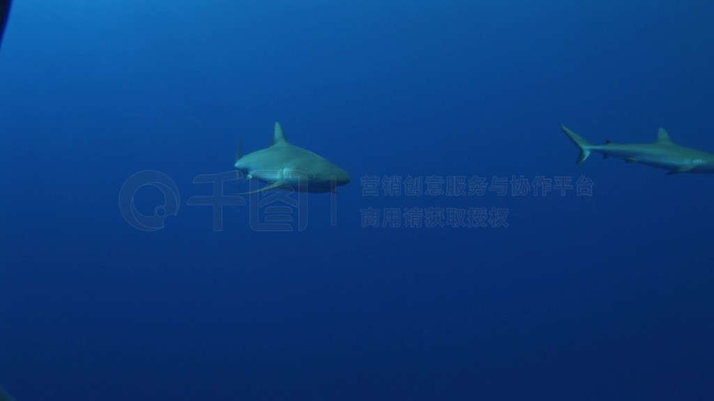 ƣGraue Riffhaieҽ裨Carcharhinus amblyrhynchos