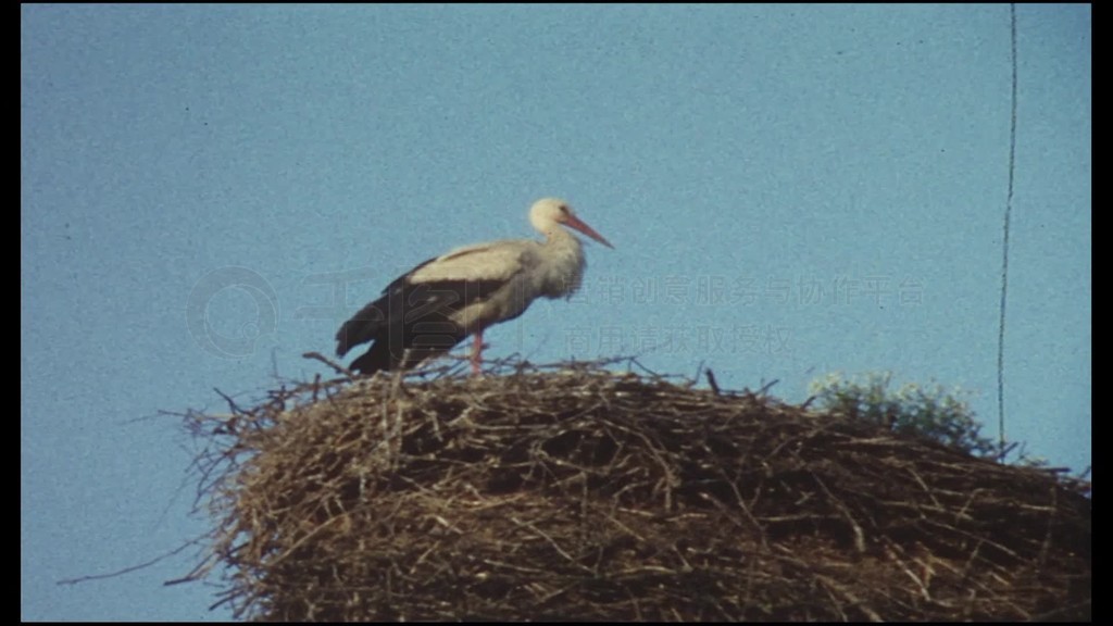 Storch sitzt im Nestfliegt davon