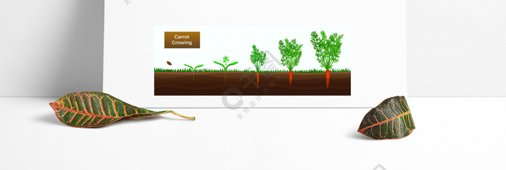 胡萝卜生长过程顺序图图片