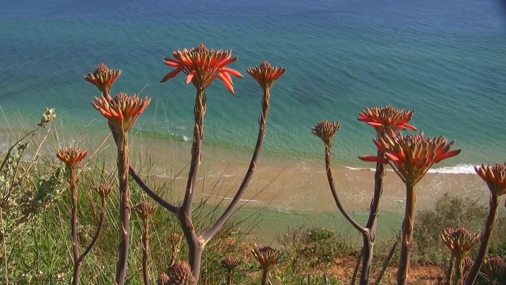 Blick auf einen Sandstrand das Meer von einer Wiese mit roten Blumen?Ŀ˹ءάKuste der Algarve