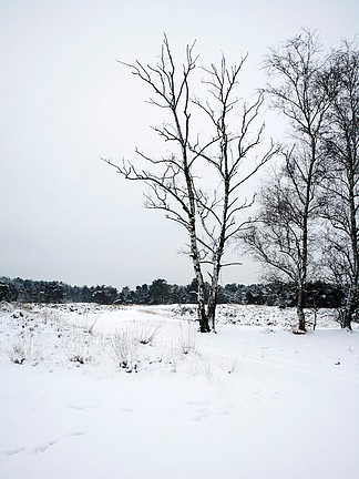 下雪的場景