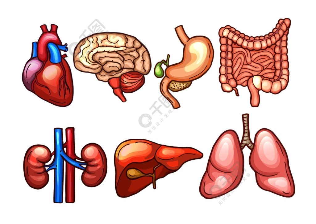 人体器官的卡通风格人体器官胃和心脏肝脏和大脑向量的生物学插图人体