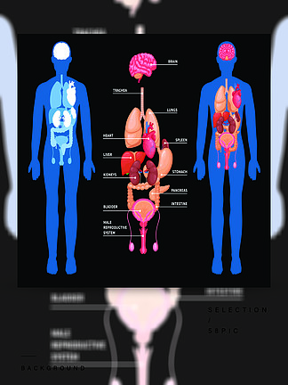 内脏的人体解剖学布局在黑背景传染媒介例证隔绝的男性体内的人体解剖