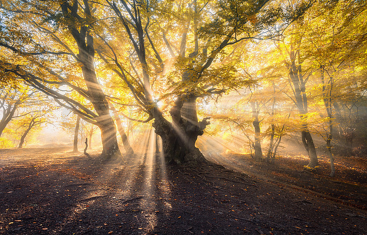 在日出的橙色叶子的五颜六色的风景在秋天的童话森林秋天的树林魔法树