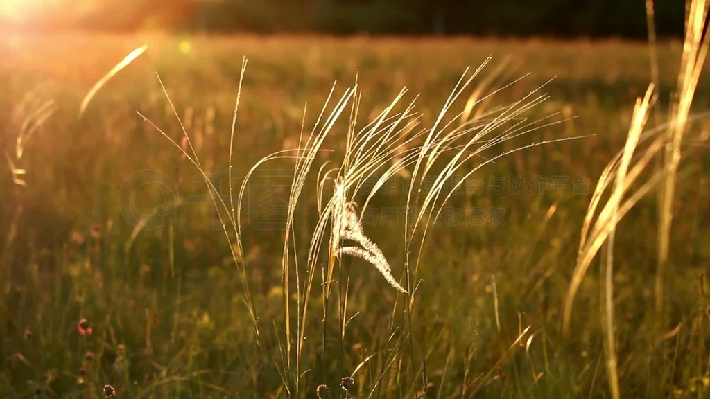 stipa