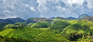喀拉拉印度旅行背景-全景绿茶种植园在有低云的Munnar，喀拉拉，印度-旅游胜地茶园全景