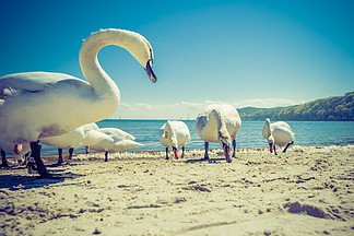 惠威在阳光明媚的夏季天气走动的沙滩动物鸟<i>本</i><i>质</i>上关闭走在海滩上的天鹅