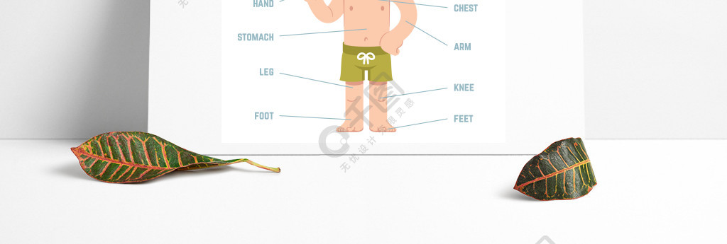 解剖 男童 身体图片