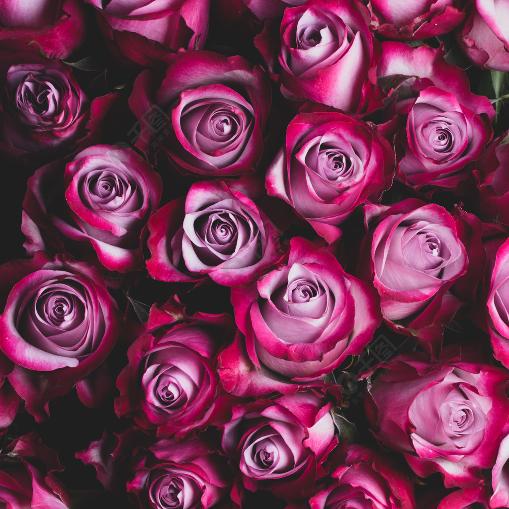 桃红色玫瑰开花与拷贝空间的背景文本的粉红玫瑰鲜花背景