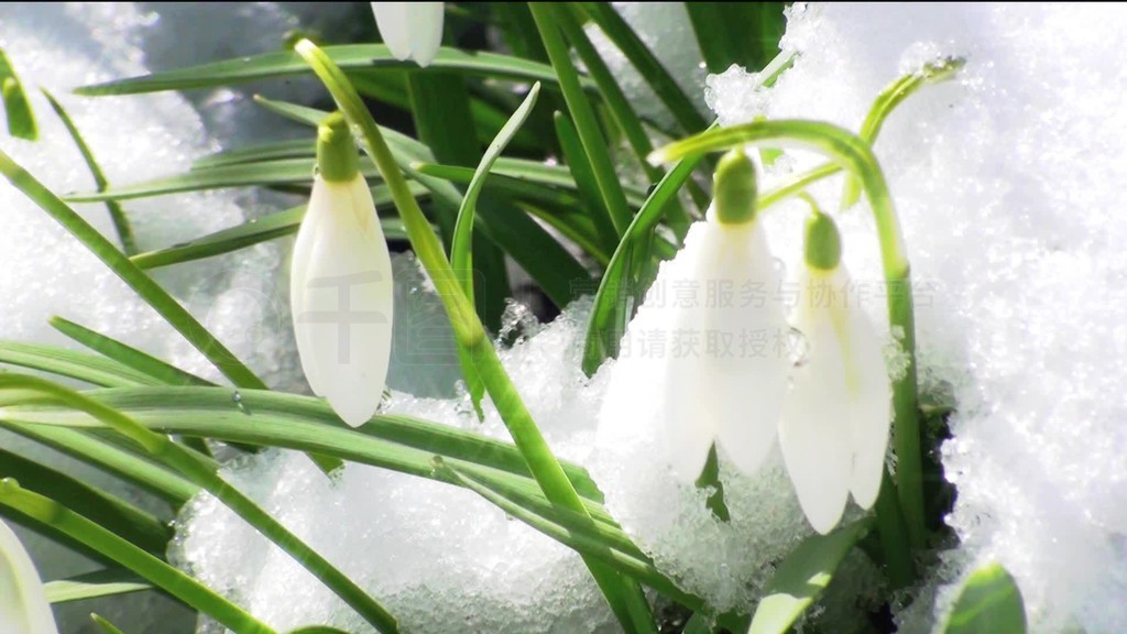 Schneeglckchen im Schnee