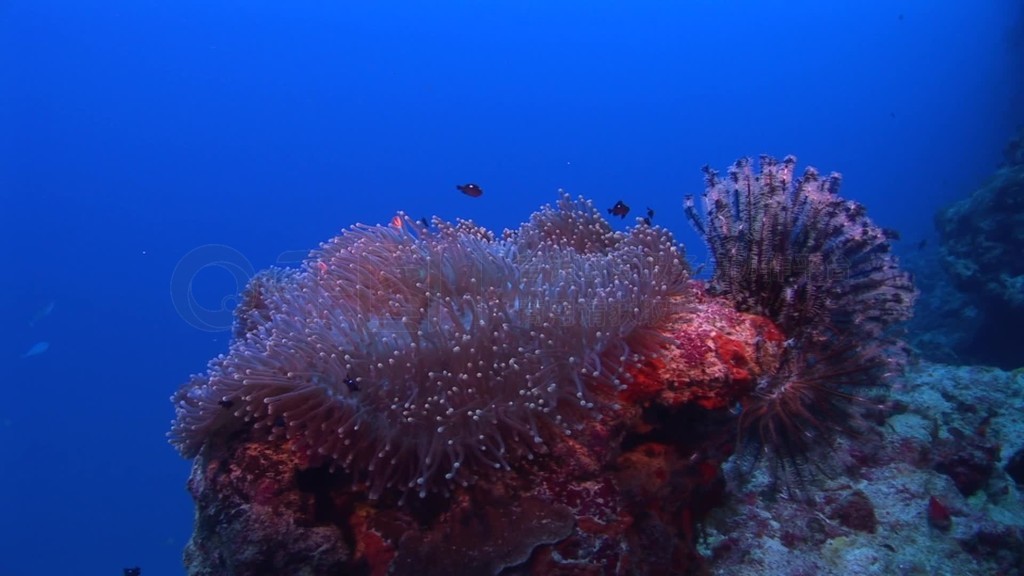 Anemonen und Fische im Meer