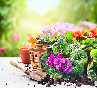 园艺在桌上摆放的花，<i>盆</i>，<i>盆</i><i>栽</i>土壤和植物在阳光明媚的花园背景上