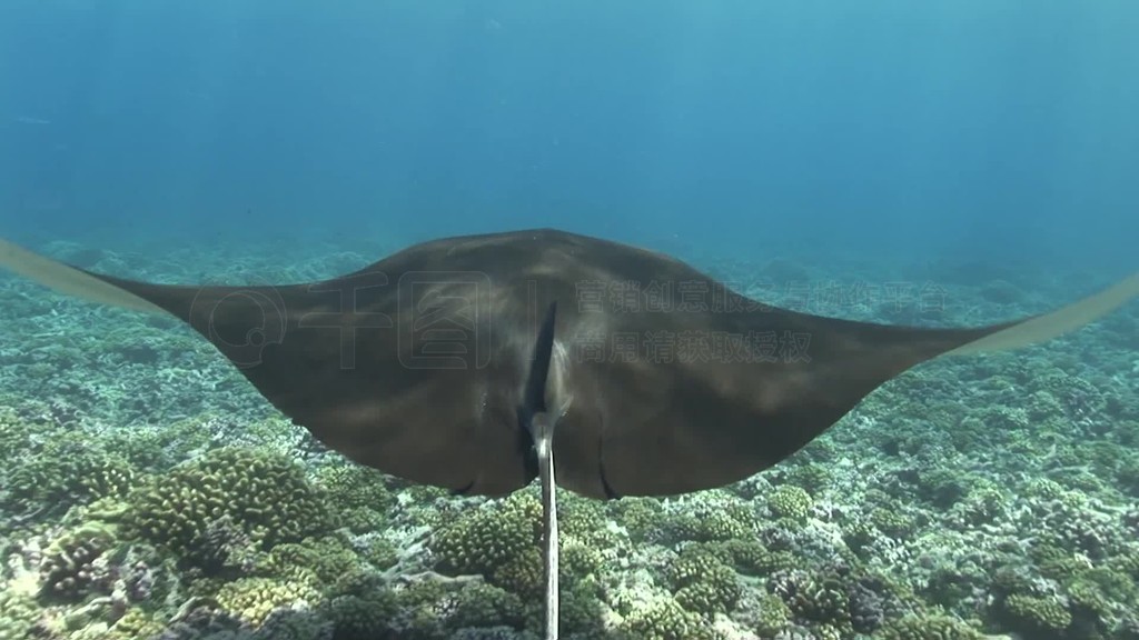 MantarochenRiesenmantaManta birostrisMantaray