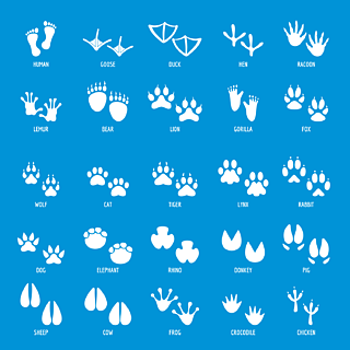 动物的足迹图标设置25个动物脚印传染媒介象的简单的例证网的动物脚印