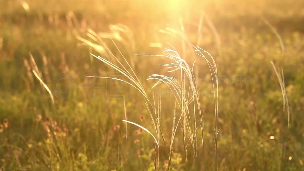 stipa