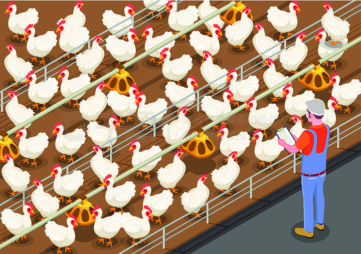 家禽等距背景与工作人员在养鸡场控制鸟类的喂养矢量图