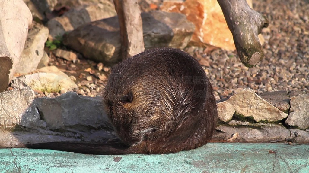 ӾMyocastor coypus