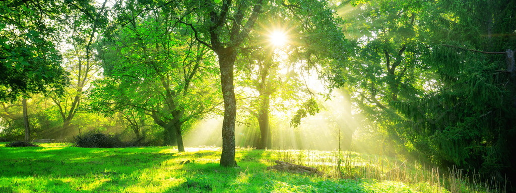 与早晨日出的绿色森林背景在春季自然风景绿色森林风景背景在日出