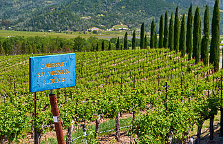 赤<i>霞</i>珠葡萄酒葡萄品种标志在美国加利福尼亚的葡萄园景观