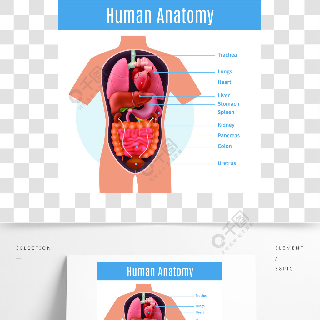 与人体器官的人体解剖学海报命名现实传染媒介例证人体解剖学海报