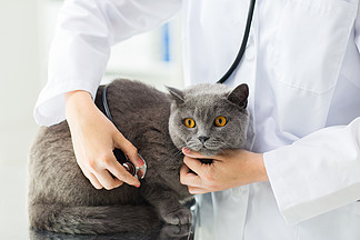 医学，宠<i>物</i>，动<i>物</i>，卫生保健和人们的观念-接近的兽医医生用听诊器检查英国猫在兽医诊所