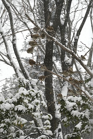 冬季雪树