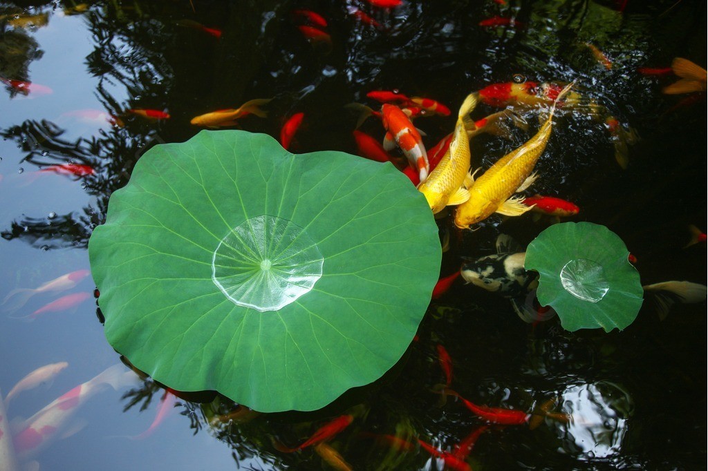 池塘金魚