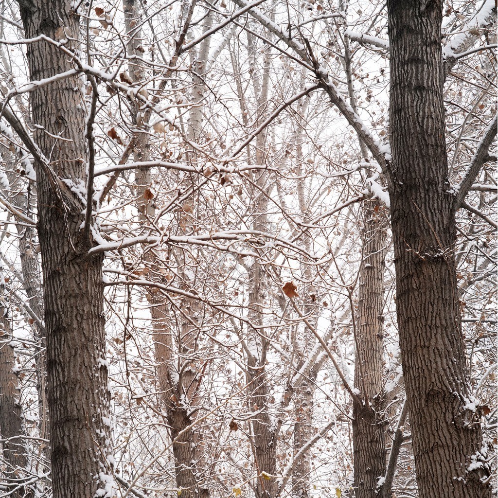 大雪後的樹林