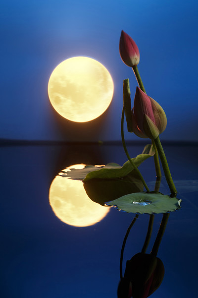 月亮与荷花的美景图片图片