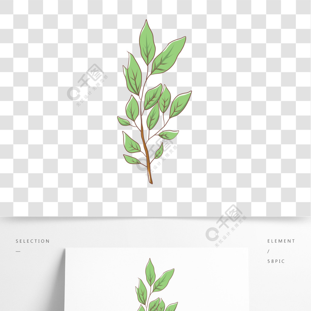 槐树叶画法图片