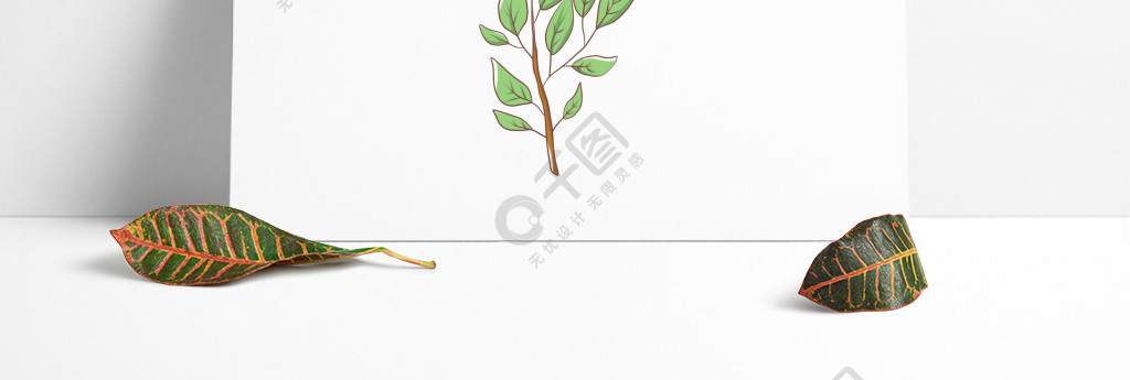 槐树叶子怎么画 简单图片