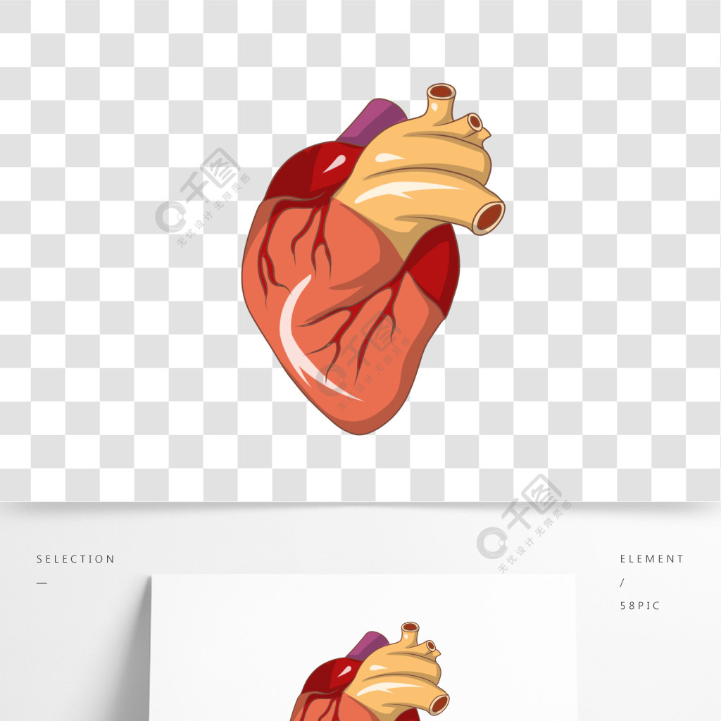 手繪人體器官心臟插畫